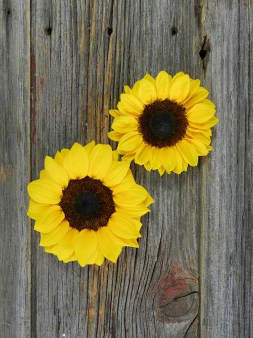 60 MEDIUM & 60 PETITE  YELLOW SUNFLOWERS